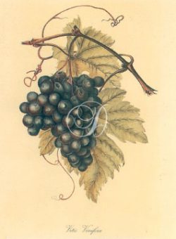 Vitis Vinitera (Grapes)