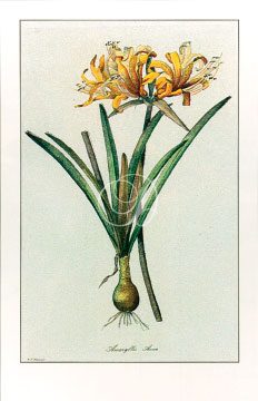 Amaryllis Aurea