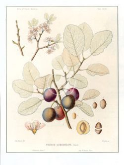 Prunus Subcordata