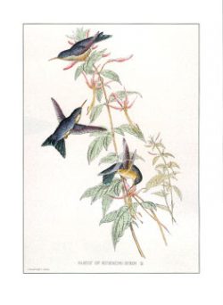 Family Of Hummingbirds II