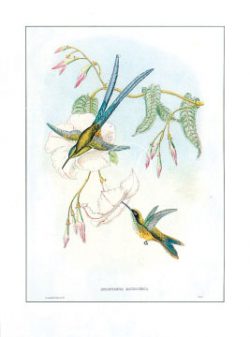 Hummingbirds