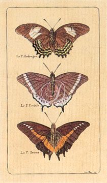 Butterfly Panel