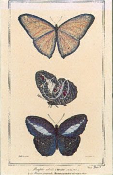 Butterfly Panel