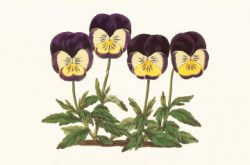 Pansies