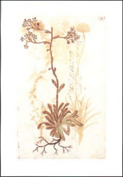 Pressed Flowers I