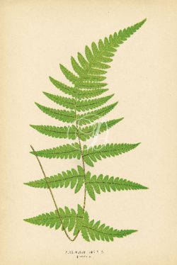 Polypodium Auritum