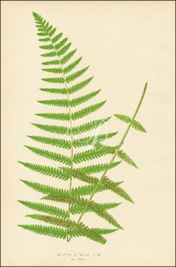 Polypodium Penniecrum