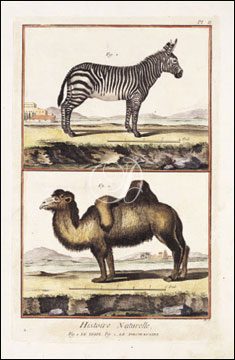 Le Zebre & Le Dromadaire