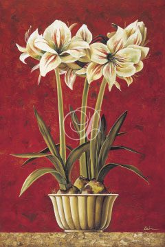 Striped Amaryllis I