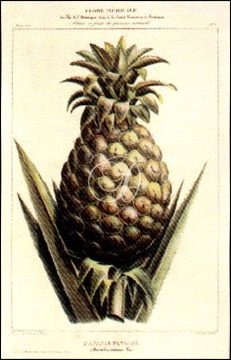 L'Ananas Panache