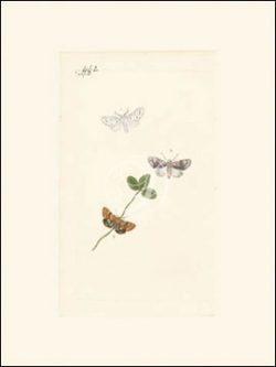 Butterfly VIII