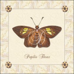 Papilio Thrax