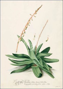 Aloe Africana