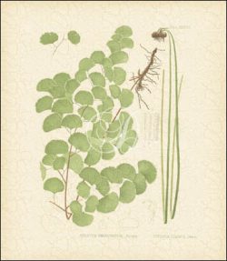 Adiantum Emarginatum