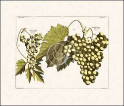 Antique Grapes III