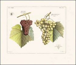 Antique Grapes IV