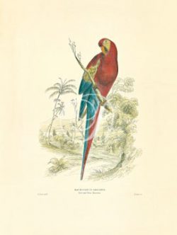 Red And Blue Maccaw