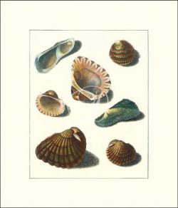 Malibu Shells II