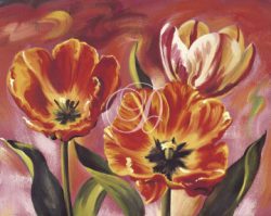 Tulips II