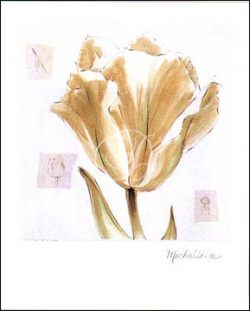 Fragile Tulip I