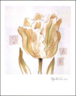 Fragile Tulip II