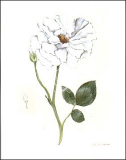 White Rose I