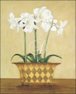 Amaryllis In Checkered Vase