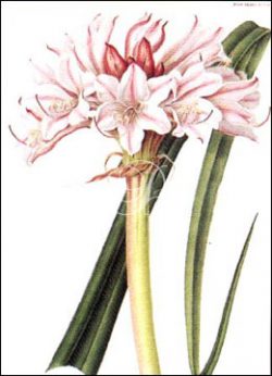 Crinum Govenium Hybridium