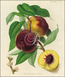 Braddick's American Peach