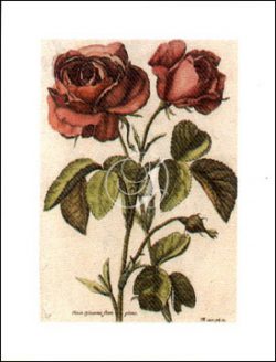 Rosa Syluestris Flore I