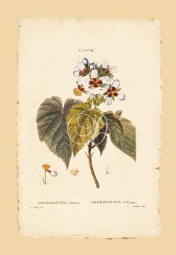 Africana Sparmannia