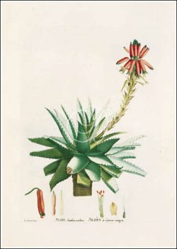 Aloe Rhodacantha