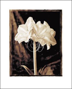 Amaryllis