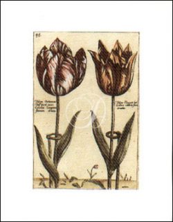 Tulipa 48