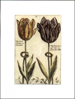 Tulipa 45