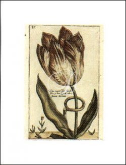 Tulipa 47