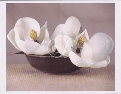 Magnolias in Raku Bowl I