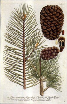 Pine Cone