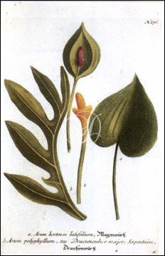 Arum Hortense