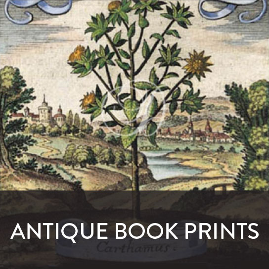 Antique Prints